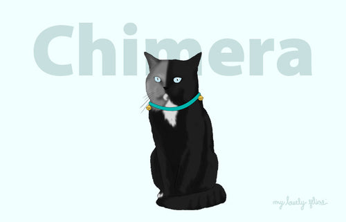 What Is A Chimera Cat?