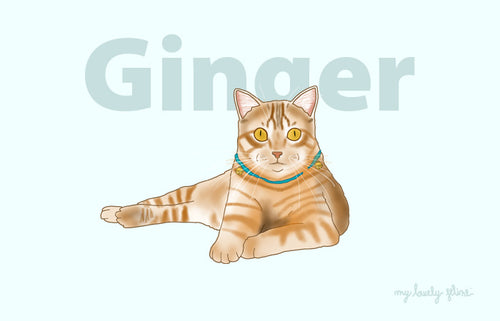 Everything You Should Know About Ginger Cats