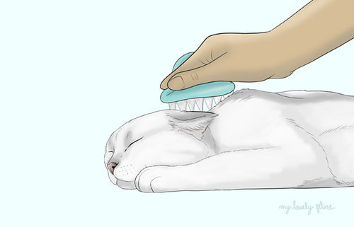 How to Properly Groom Your Cat at Home—By Dr. Leslie Brooks