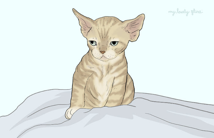 Hypoallergenic Cat