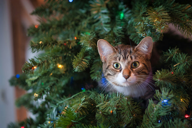 10 Essential Tips to Cat-Proof Your Home for a Safe and Festive Holiday Season