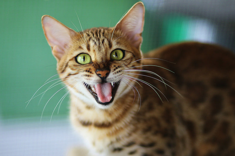 Top 10 Essential Tips for Keeping Your Cat’s Teeth Healthy