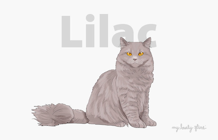 lilac cat