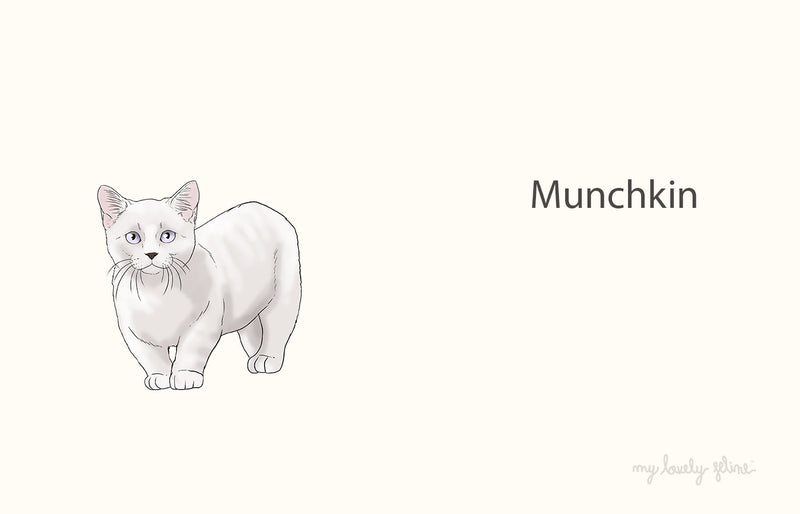 Everything You Should Know About Munchkin Cats