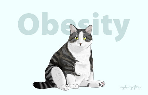 Overweight Cat