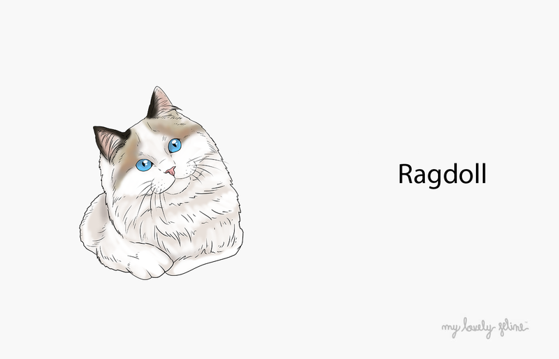 Everything you want to know about Ragdoll cats