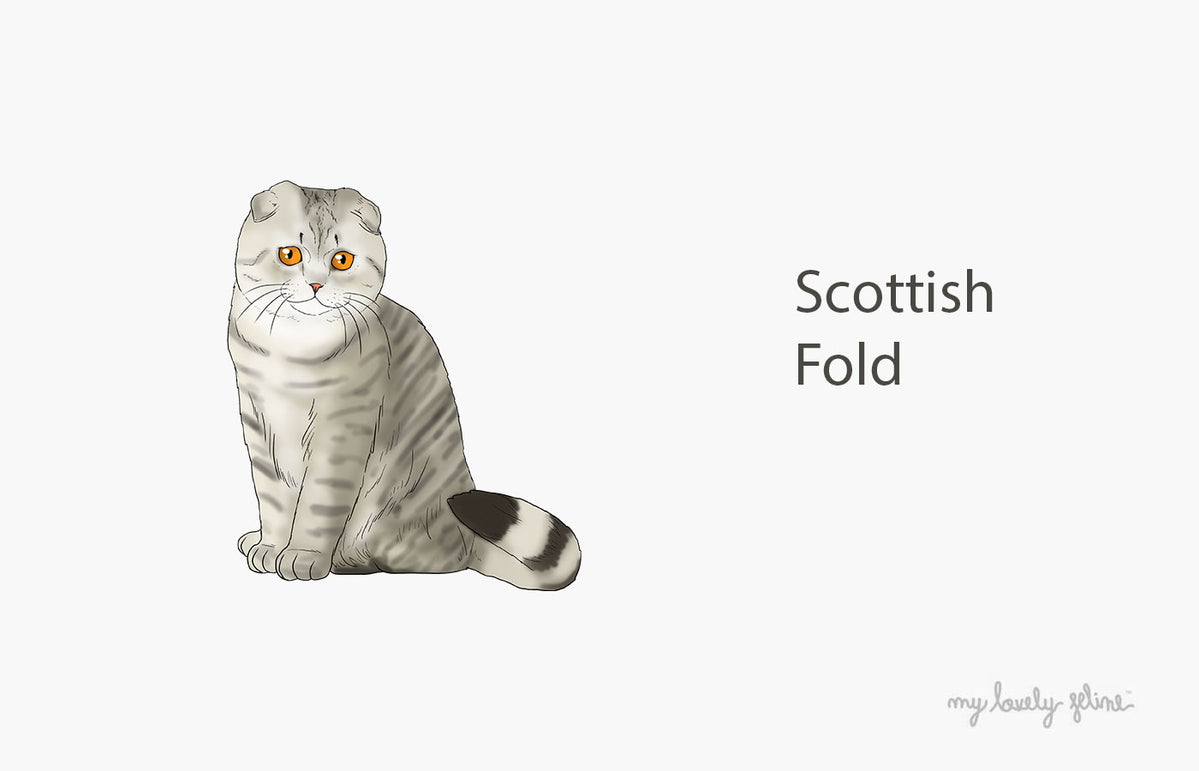 Scottish Fold Facts - Wisdom Panel™ Cat Breeds