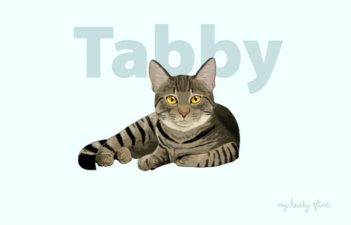 Everything you should know about Tabby Cats