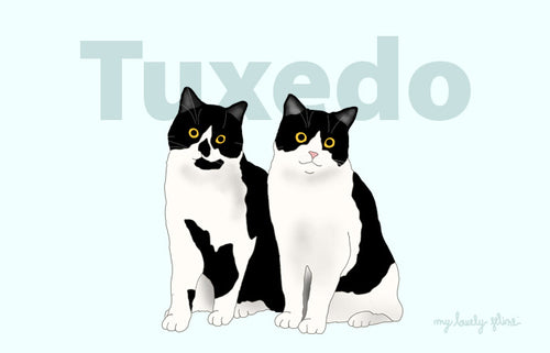 Everything You Should Know About Tuxedo Cats