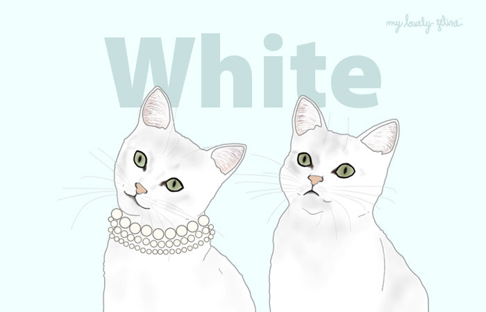 Everything You Should Know About White Cats